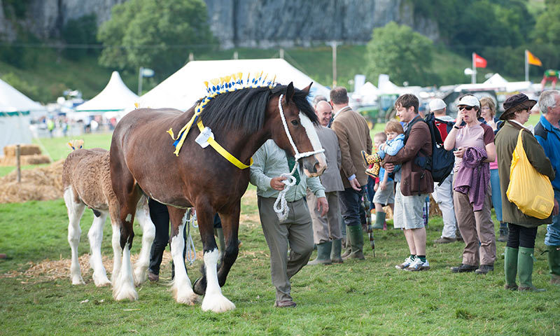 Shire horse at Kilnsey show