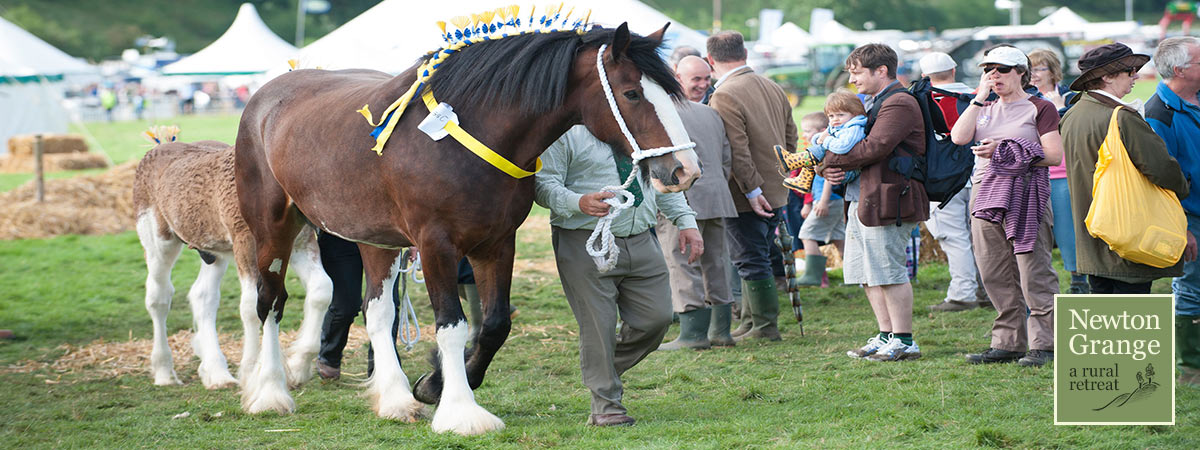 Shire horses at Kilnsey Show