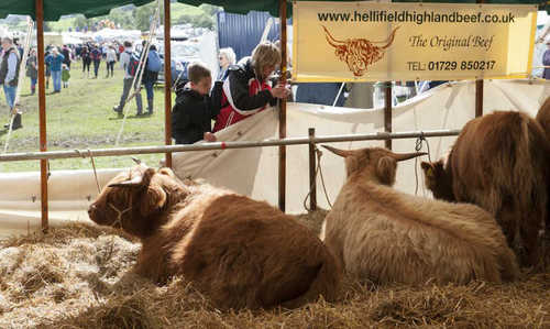 Highland cows at local show