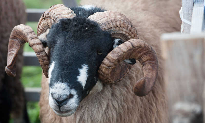 Swaledale sheep Yorkshire